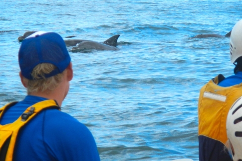 Byron Bay: Kajaktour mit Delfinen und Schildkröten
