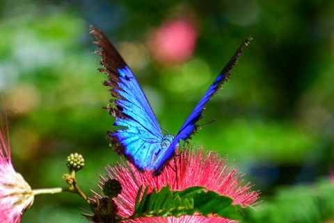 Cairns: Paronella, Lake Barrine &amp; Millaa Millaa Falls Tour