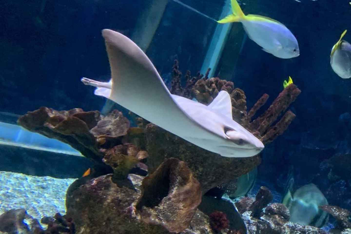 SEA LIFE Paris: Admission Ticket