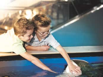 Tampa: Eintritt ohne Anstehen in das Florida Aquarium Tampa: Eintritt ohne Anstehen in das Florida Aquarium