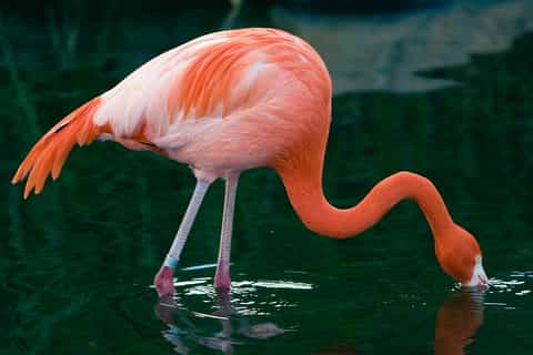 Buenos Aires: tickets oficiales del bioparque Temaikèn