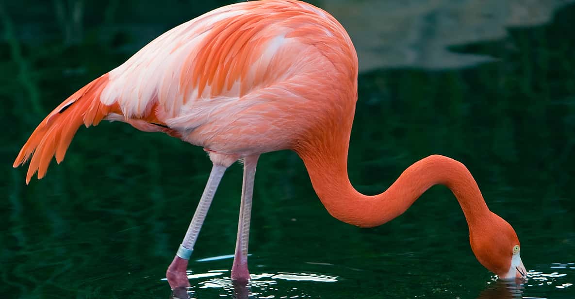 Buenos Aires: Temaiken Biopark Official Tickets