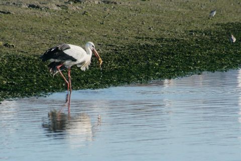 Faro: Observación ecológica de aves en la Ría Formosa en barco solar