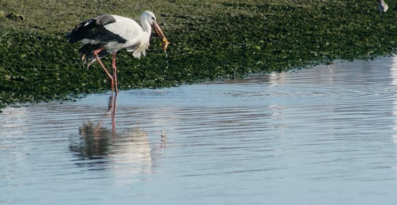 Faro: Eco-Friendly Ria Formosa Bird-Watching Solar Boat Tour