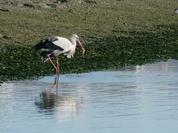 Faro: Eco-Friendly Ria Formosa Bird Watching in Solar Boat