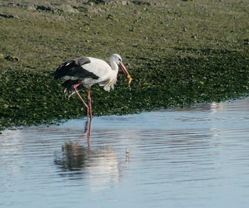 Faro: Observação de Aves da Ria Formosa em Barco Solar