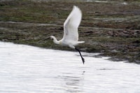 Faro, respectueuse de Ria Formosa Bird Watch dans le bateau solaire - Housity