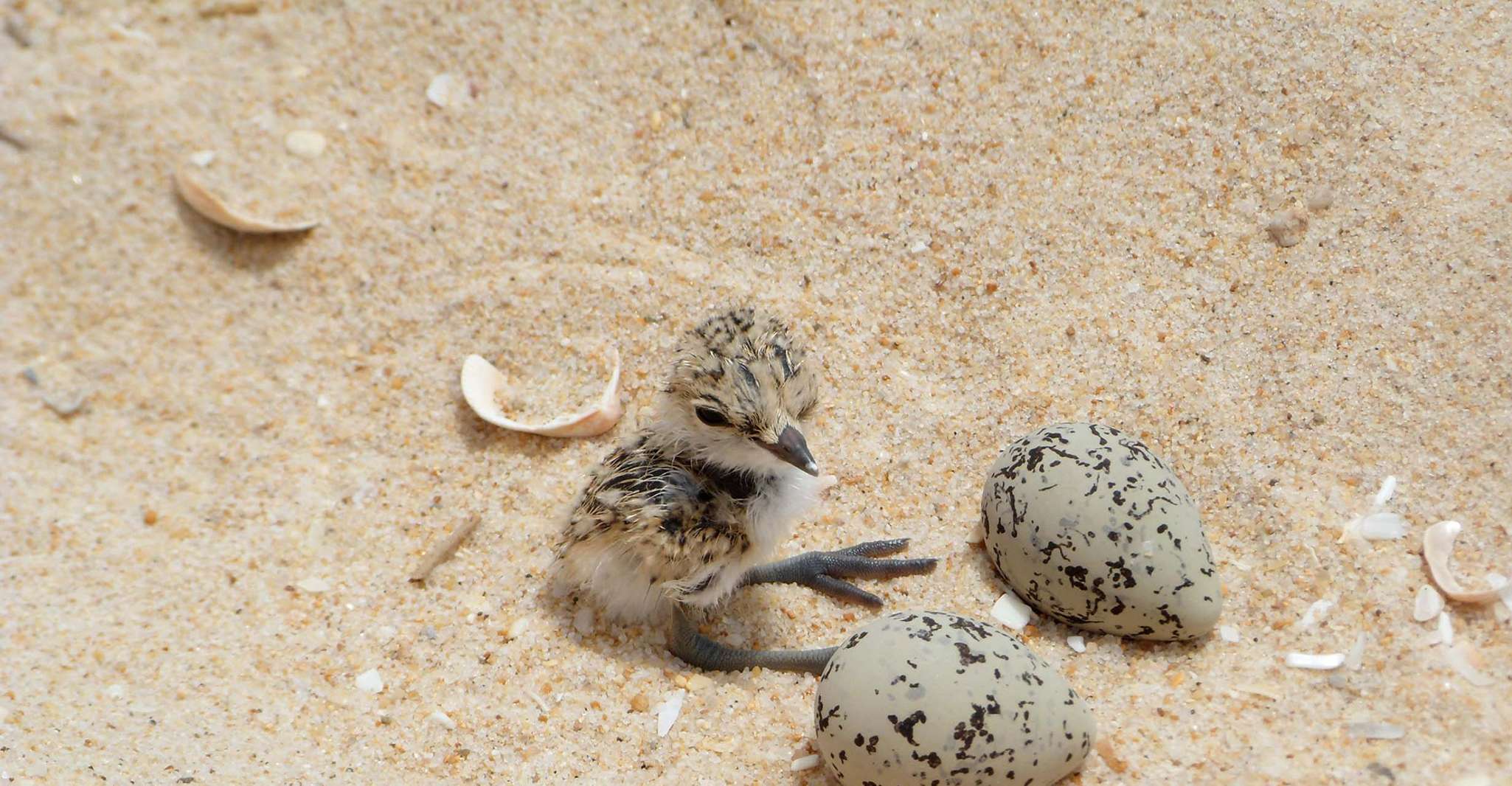 Faro, respectueuse de Ria Formosa Bird Watch dans le bateau solaire - Housity