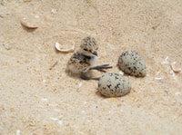 Faro, respectueuse de Ria Formosa Bird Watch dans le bateau solaire - Housity