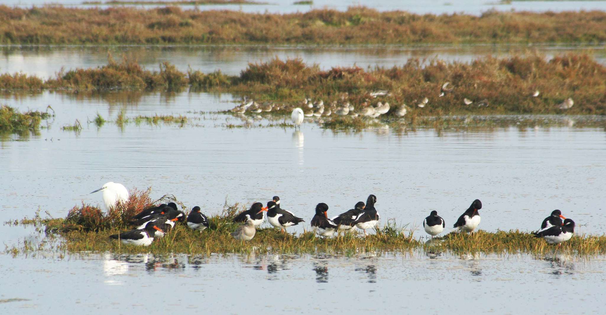 Faro, respectueuse de Ria Formosa Bird Watch dans le bateau solaire - Housity