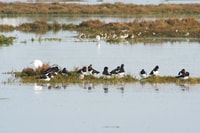 Faro, respectueuse de Ria Formosa Bird Watch dans le bateau solaire - Housity