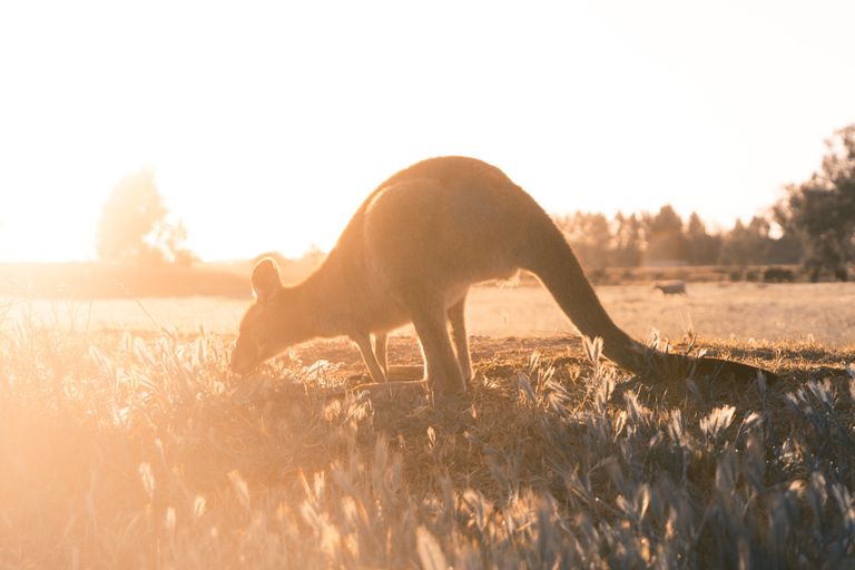 Melbourne: 12 Apostel, Great Otways und Great Ocean Road