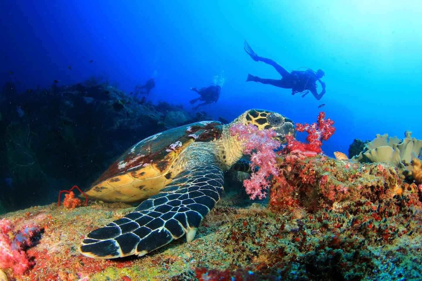 Belek: Scuba Diving in the Mediterranean Sea