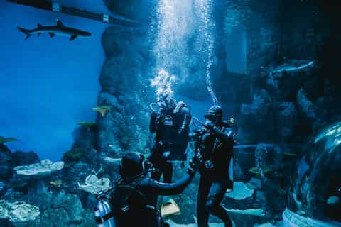 Cairns: Aquarium Reef Tank Diving Experience