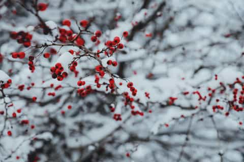saint petersburg magic christmas tour