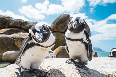 from cape town fullday cape peninsula tour