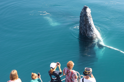 Hervey Bay 4-Hour Whale Watch Encounter