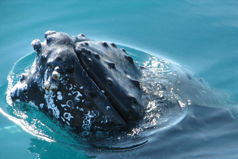 Hervey Bay 4-Hour Whale Watch Encounter