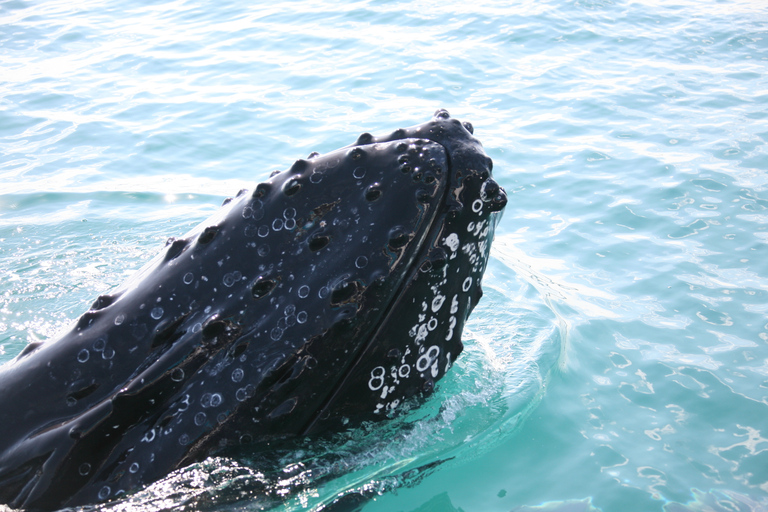 Hervey Bay 4-Hour Whale Watch Encounter
