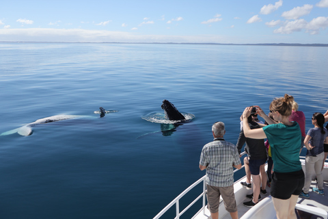 Hervey Bay 4-Hour Whale Watch Encounter