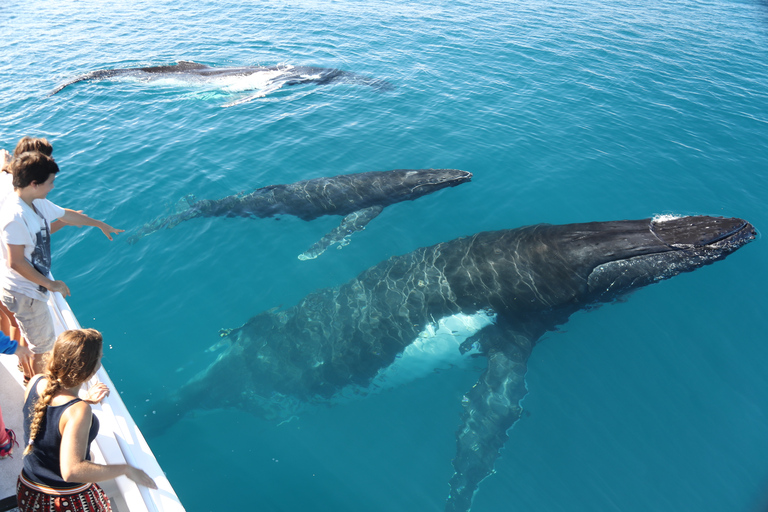 Hervey Bay 4-Hour Whale Watch Encounter