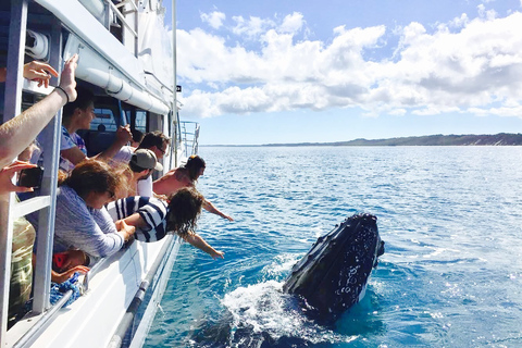 Île Fraser (K&#039;gari) : Île isolée et expérience avec les baleinesÎle Fraser (K&#039;gari) : île isolée et observation des baleines