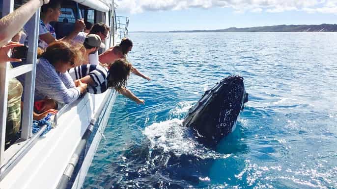 remote fraser island and whale experience