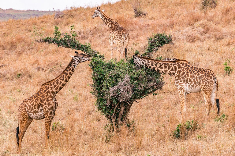 Safari budgétaire de groupe de 8 jours à travers le Kenya et la Tanzanie