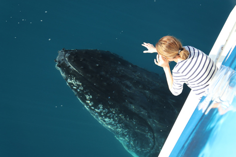 Hervey Bay 4-Hour Whale Watch Encounter