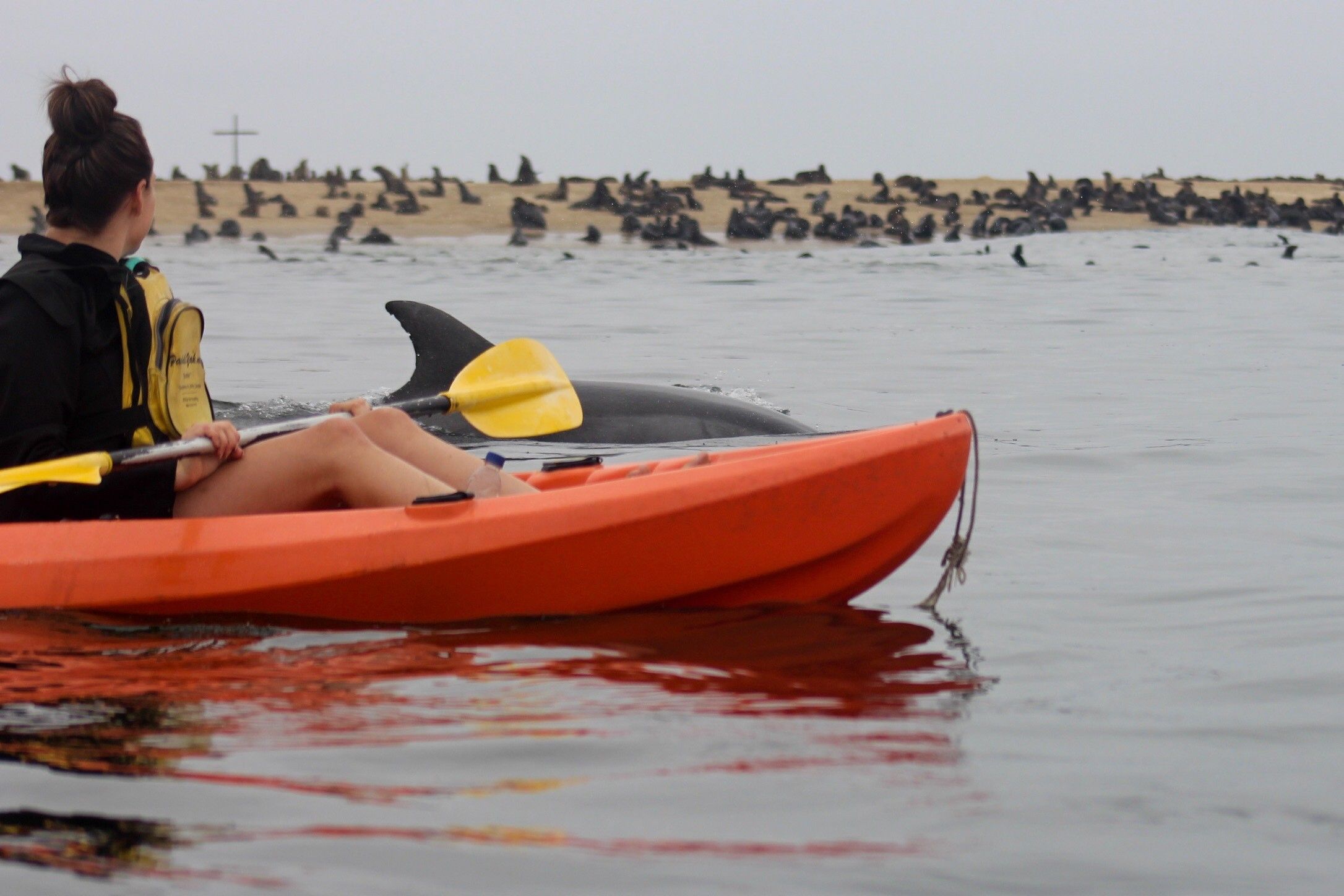 Kombitour: Kajakfahren mit Robben und Sandwich Harbour