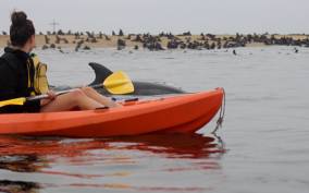 Kayaking and Sandwich Harbour Combo Tour