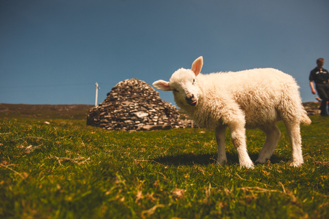 De Dublin: 3 dias em Dingle, Killarney e a Wild Atlantic WayDingle de 3 dias, Killarney e Wild Atlantic Way - B&amp;B Twin