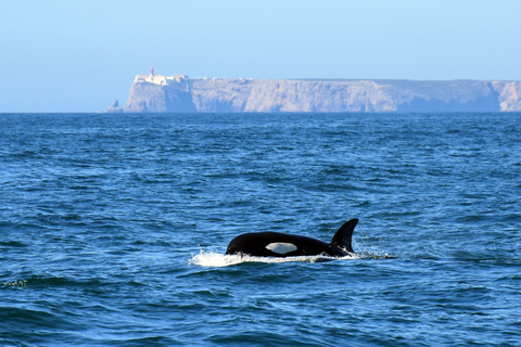 Lagos: Dolphin Watching Boat Tour with Marine Biologists