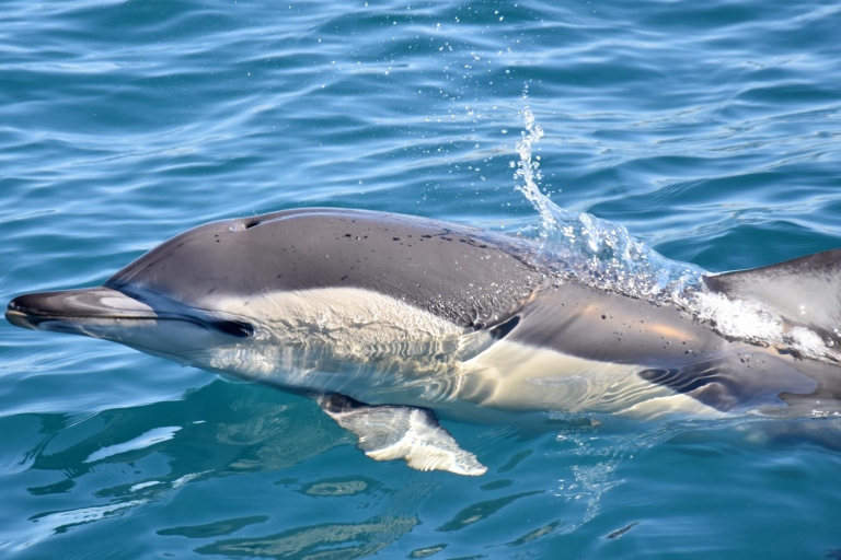 Lagos: Delfinbeobachtung mit Meeresbiologen