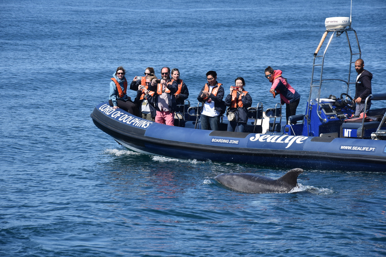 Lagos: Passeio de barco para observação de golfinhos com biólogos marinhos