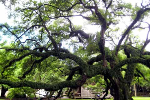 From New Orleans: Tour of Destrehan Plantation