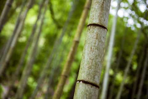 Kyoto: Zen Temples Photography Tour