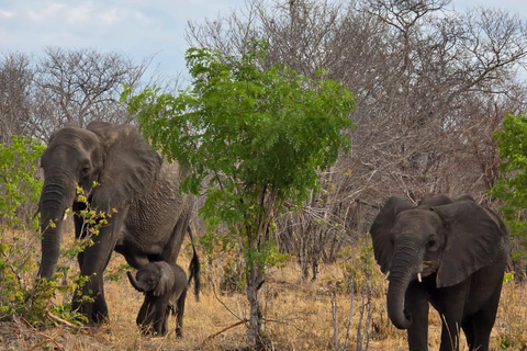 Kasane: 2-Day Chobe National Park Safari & River Cruise