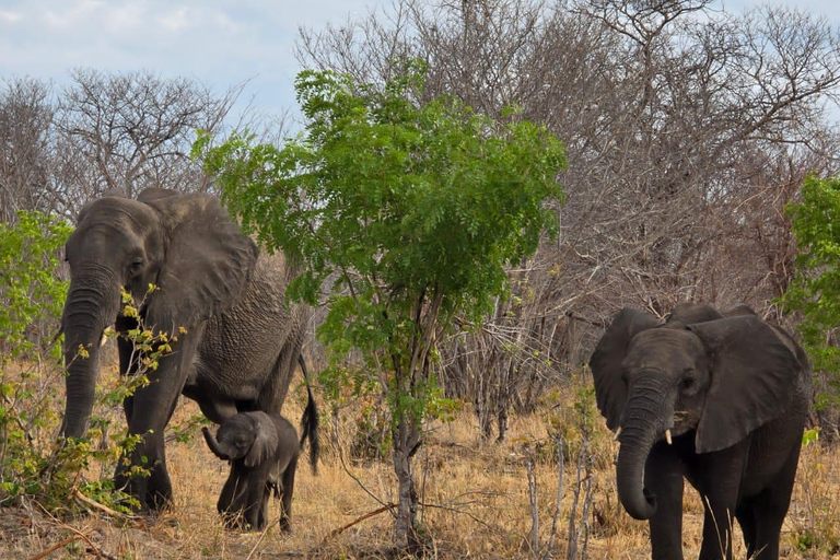 Kasane: 2-Day Chobe National Park Safari & River Cruise