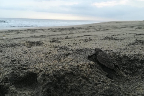 Puerto Escondido: Turtle Release en bioluminescent plankton