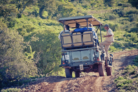 Oudtshoorn: 2-Hour Open Game Drive with Refreshments
