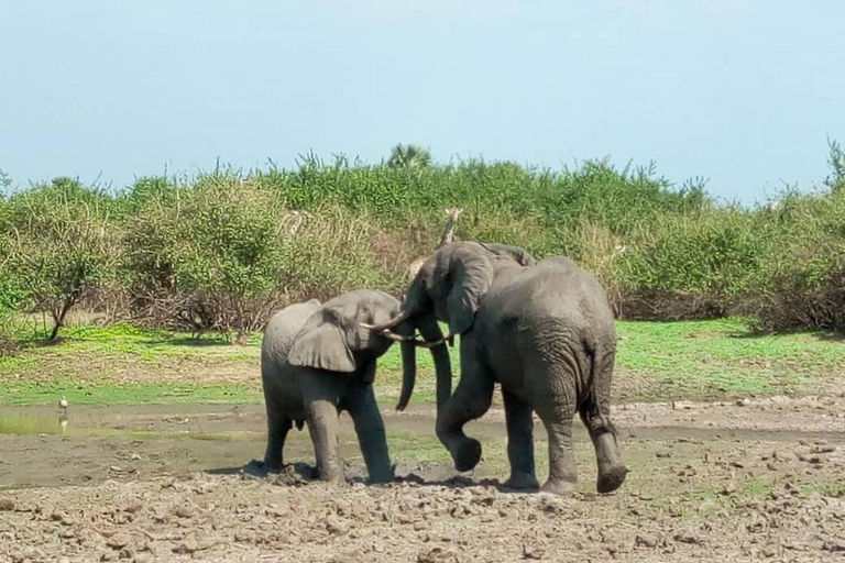 Arusha National Park: Day Trip with Walking Safari & Canoe Shared Day Trip Transfer & Game Drive (Fees Excluded)