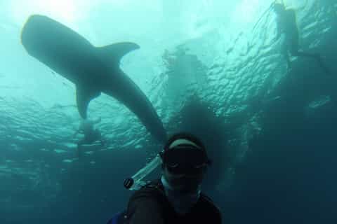 La Paz: Swiming with the Whale Sharks Experience