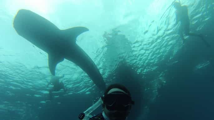 la paz swiming with the whale sharks experience