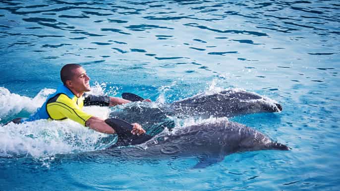 dubai swim with dolphins at dolphin bay