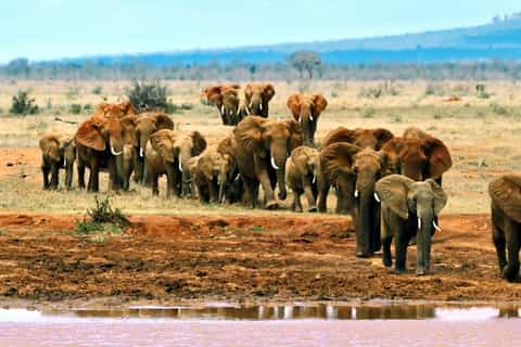 Tsavo East 2-Day Safari with Stay at Zomeni Lion Hill Lodge