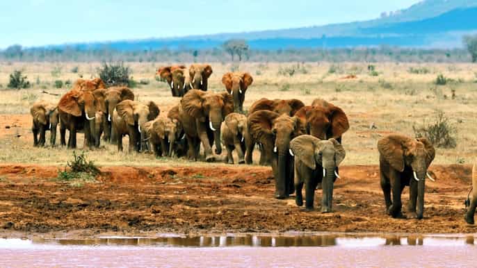 tsavo east 2day safari with stay at zomeni lion hill lodge