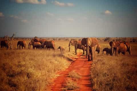 Tsavo East & Salt Lick Lodge Safari 2-Day Tour