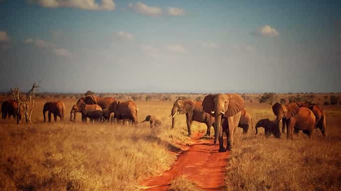 tsavo east salt lick lodge safari 2day tour