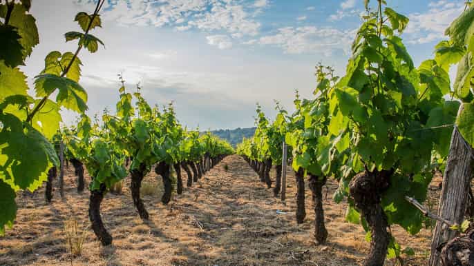 budapest wein und geschichtstour mit mittagessen